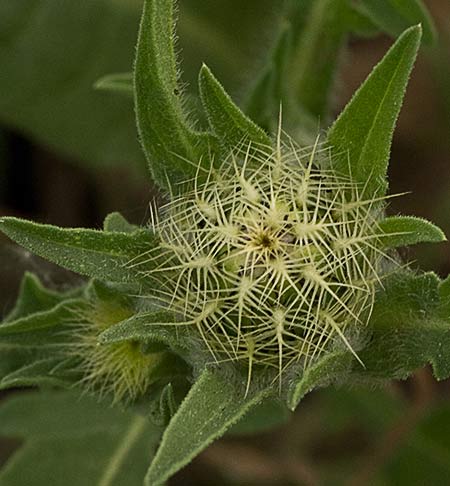 Centaurea Sonchifolia