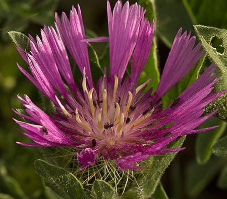 Flor de la Centaurea Sonchifolia