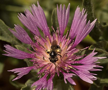 Flor de la Bracera (Centaurea sonchifolia)