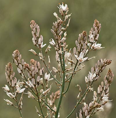 Asfódelo, gamón ramificado (Asphodelus ramosus)