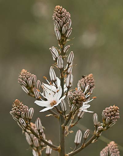 Asfódelo, gamón ramificado (Asphodelus ramosus)