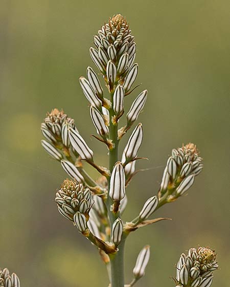 Asfódelo, gamón ramificado (Asphodelus ramosus)