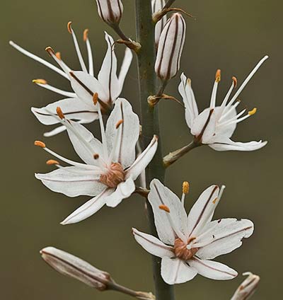 Asfódelo, gamón ramificado (Asphodelus ramosus)