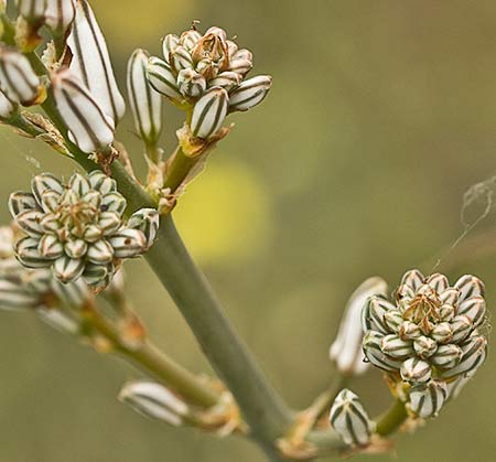 Asfódelo, gamón ramificado (Asphodelus ramosus)
