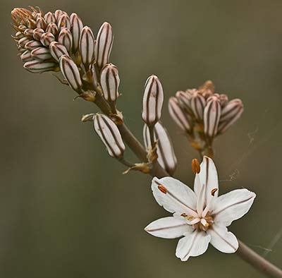 Asfódelo, gamón ramificado (Asphodelus ramosus)