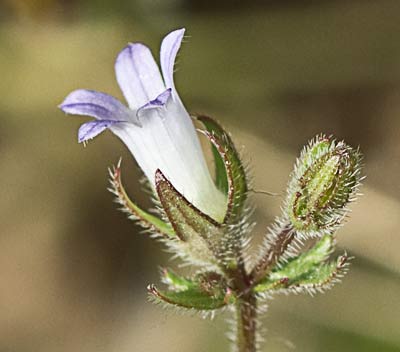 Campanula erinus, asperilla