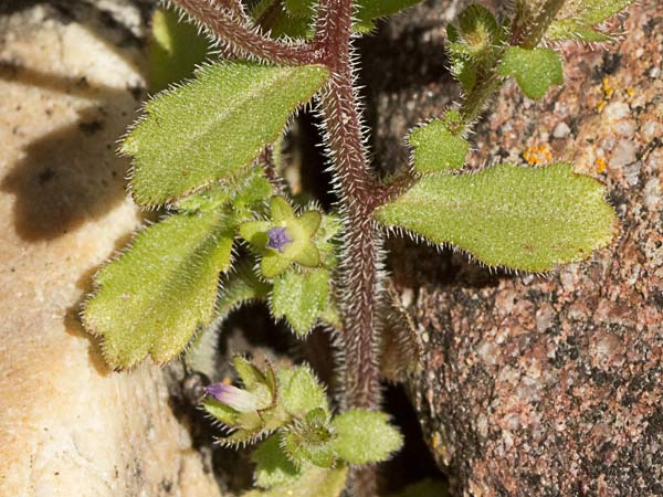 Campanula erinus, asperilla