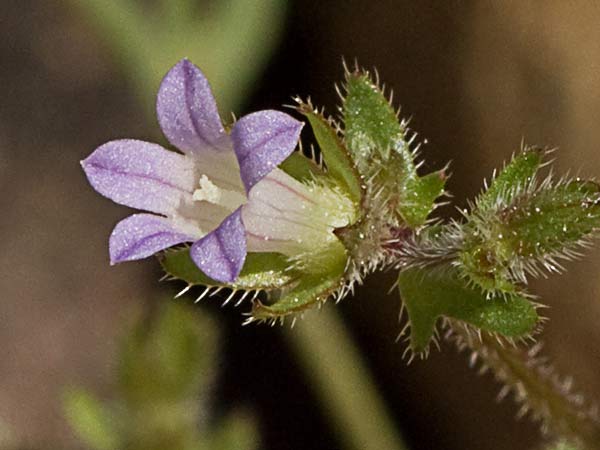Campanula erinus, asperilla