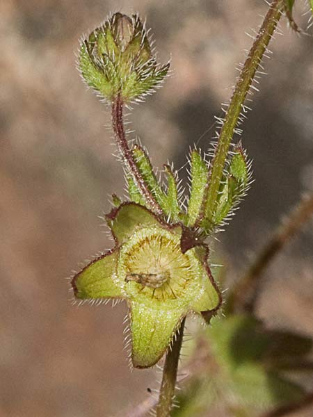 Campanula erinus, asperilla