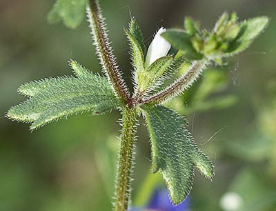 Campanula erinus, asperilla