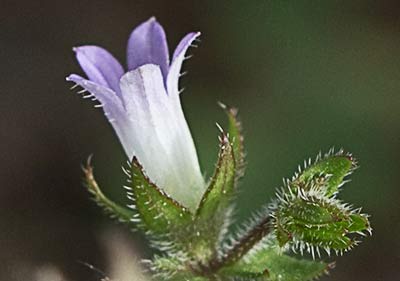 Campanula erinus, asperilla
