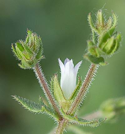 Campanula erinus, asperilla