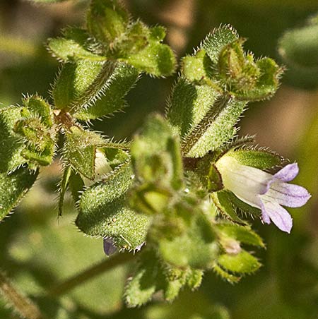 Campanula erinus, asperilla