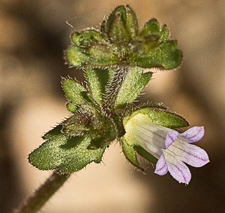 Campanula erinus, asperilla