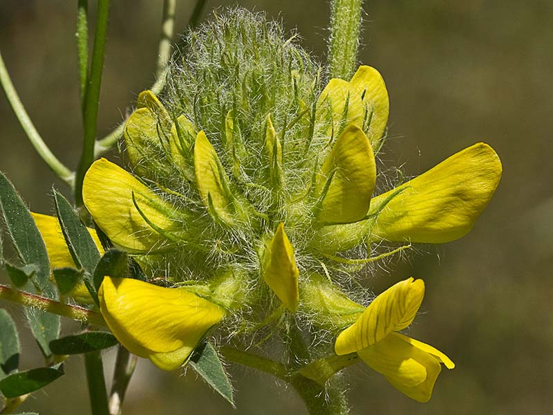 Inflorescencia del Astrágalo florido (Astragalus alopecuroides)
