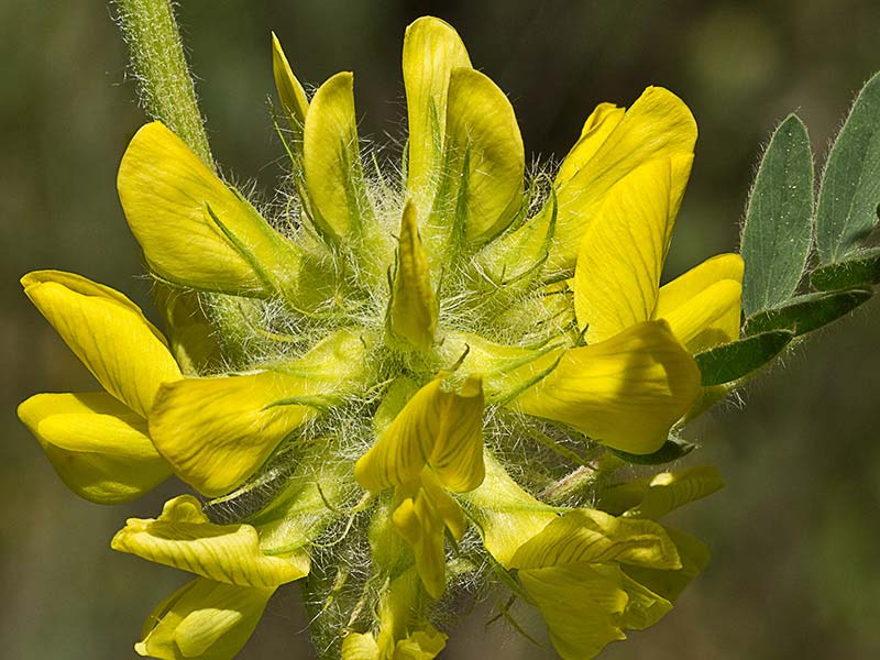 Inflorescencia del Astrágalo florido (Astragalus alopecuroides)