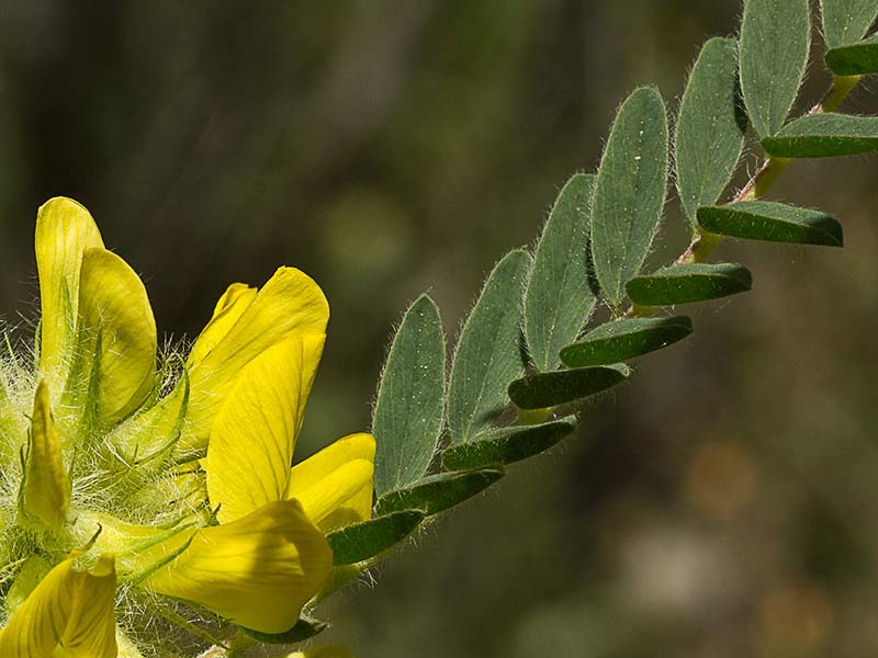 Inflorescencia del Astrágalo florido (Astragalus alopecuroides)