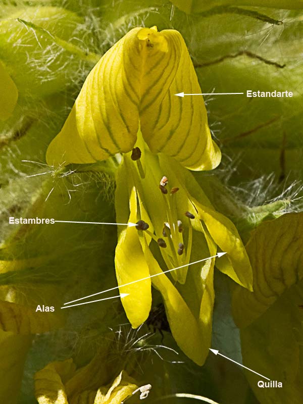 Inflorescencia del Astrágalo florido (Astragalus alopecuroides)
