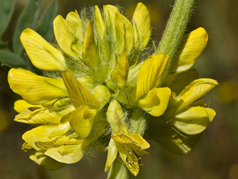 Inflorescencia del Astrágalo florido (Astragalus alopecuroides)