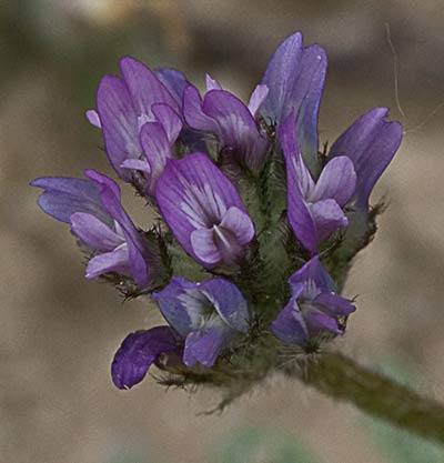 Astragalus sesameus