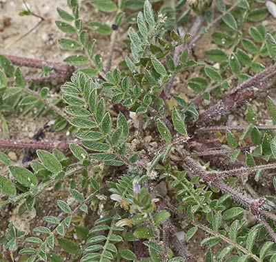 Astragalus sesameus
