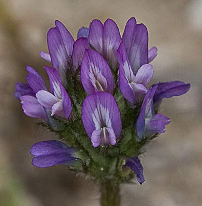 Astragalus sesameus