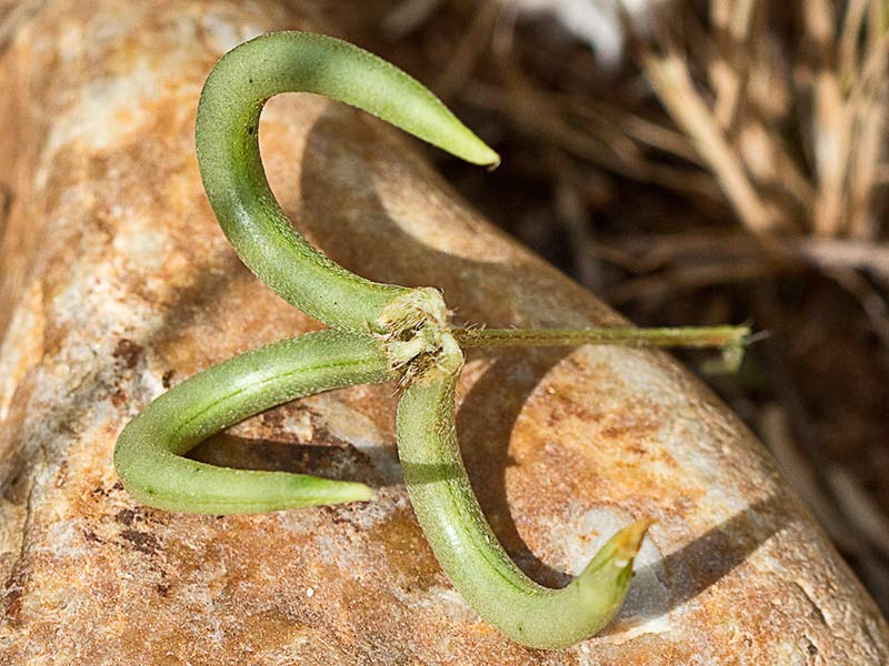 Fruto de los Anzuelos (Astragalus hamosus L.)