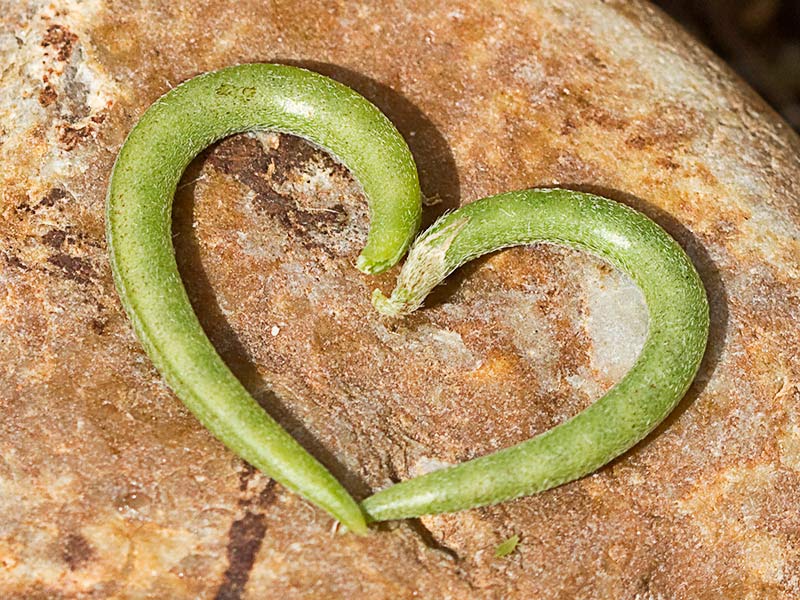 Fruto de los Anzuelos (Astragalus hamosus L.)
