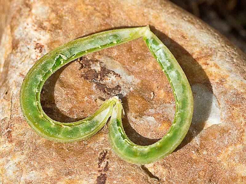 Fruto de los Anzuelos seccionado longitudinalmente (Astragalus hamosus L.)