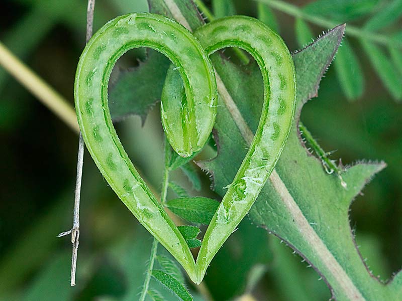Fruto de los Anzuelos seccionado longitudinalmente (Astragalus hamosus L.)