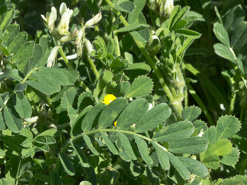 Hojas de los Anzuelos (Astragalus hamosus L.)