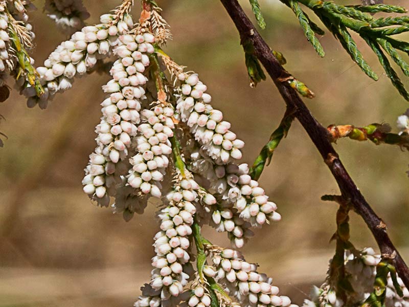 Atalfa de flor blanca (Tamarix canariensis )