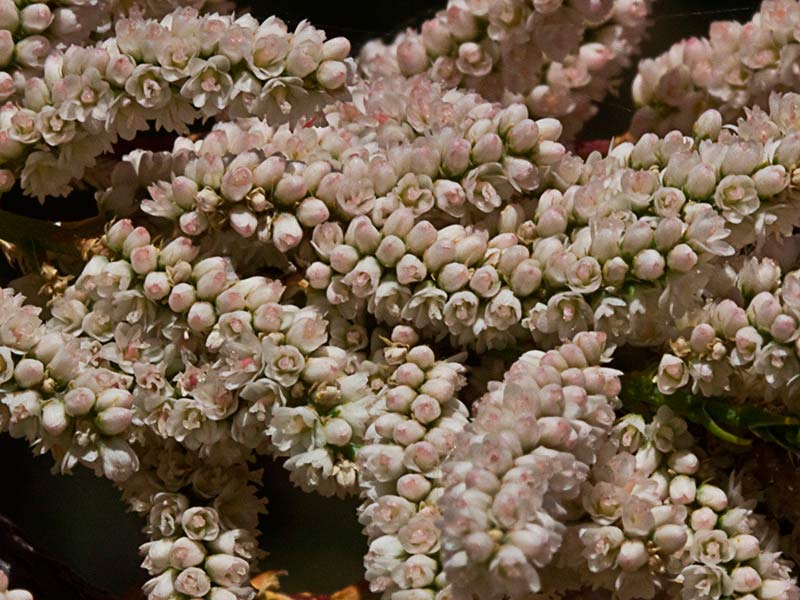 Flores de la Atalfa de flor blanca (Tamarix canariensis )