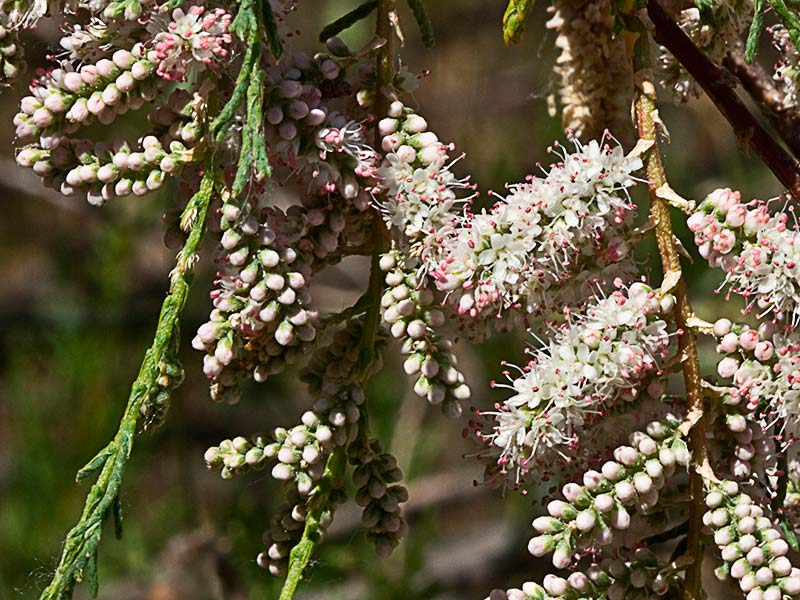 Flores desarrolladas de la Atalfa de flor blanca (Tamarix canariensis )