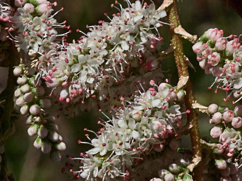 Flores de la Atalfa de flor blanca (Tamarix canariensis )