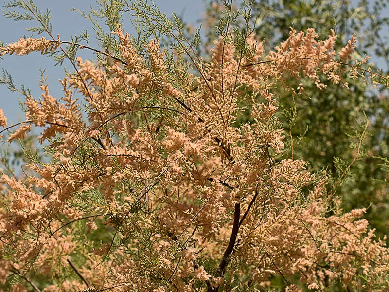 Atalfa de flor blanca a punto de dispersar semillas (Tamarix canariensis )