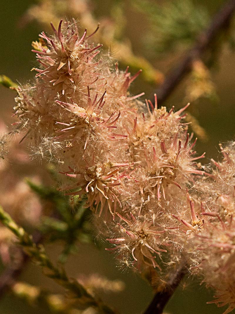 Atalfa de flor blanca (Tamarix canariensis )