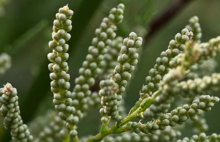 Atalfa de flor blanca (Tamarix canariensis )