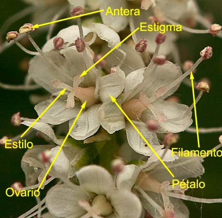 Partes de la flor de la atalfa