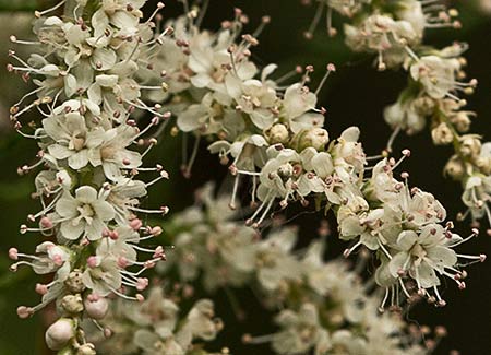 Inflorescencias de la atalfa