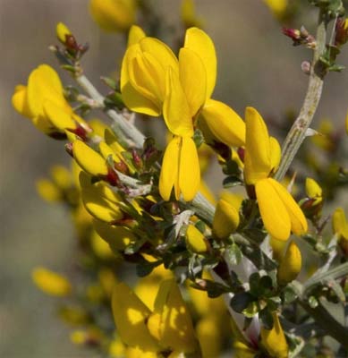 Flores de aulaga