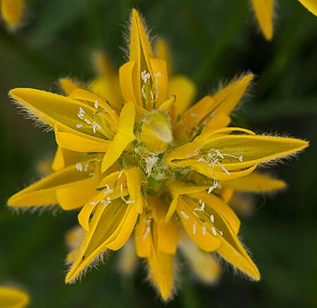 Aulaga hirsuta (Genista hirsuta)