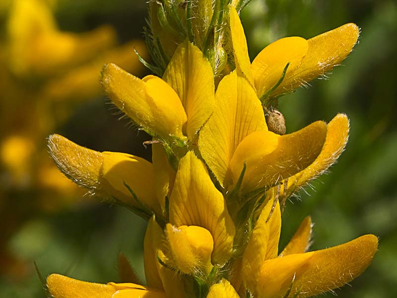 Aulaga hirsuta (Genista hirsuta)