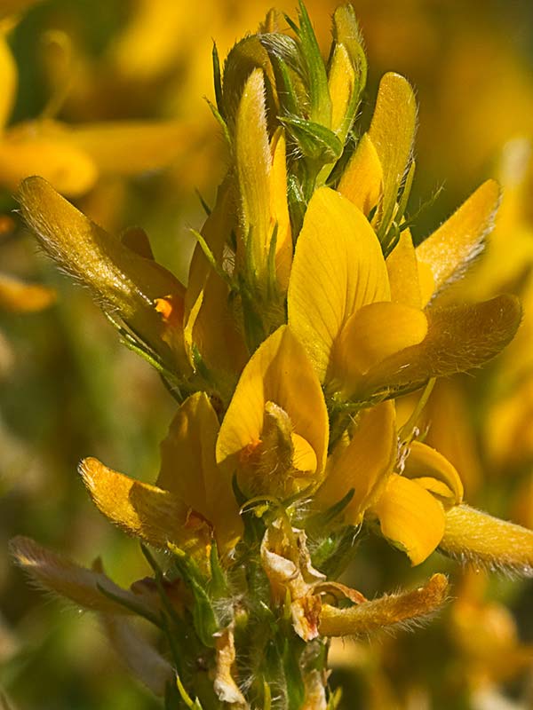 Aulaga hirsuta (Genista hirsuta)