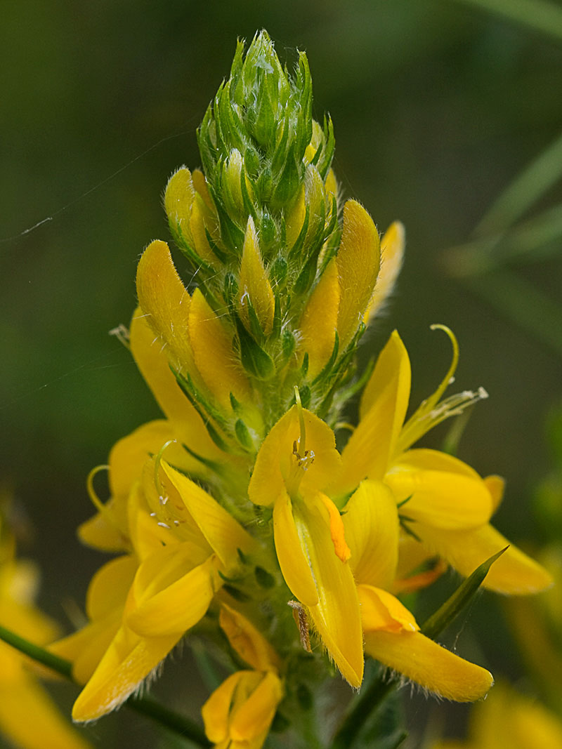 Aulaga hirsuta (Genista hirsuta)