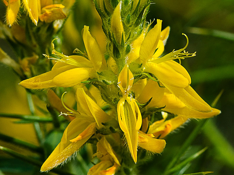 Aulaga hirsuta (Genista hirsuta)