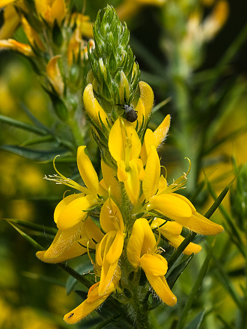 Aulaga hirsuta (Genista hirsuta)