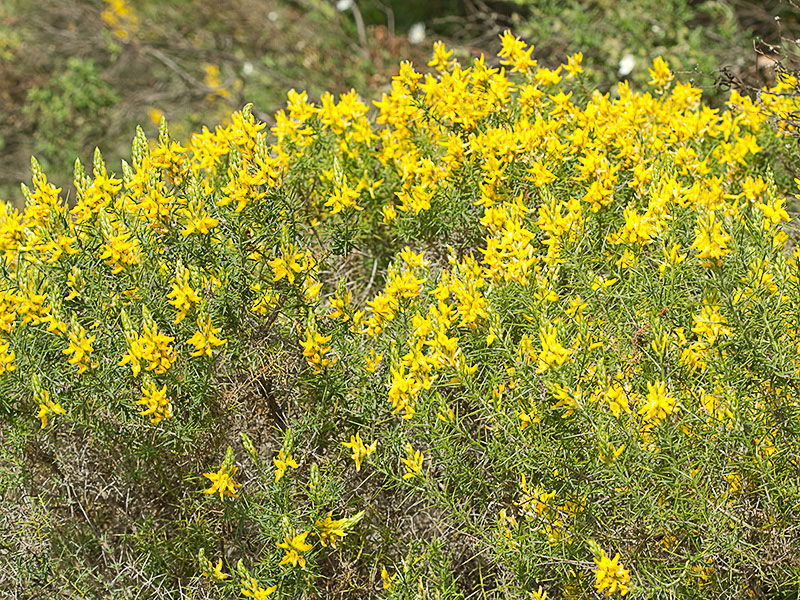 Aulaga hirsuta (Genista hirsuta)