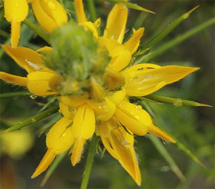 Inflorescencia de la aulaga hirsuta (Genista hirsuta)