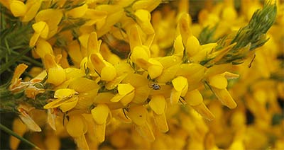 Inflorescencias de la aulaga hirsuta (Genista hirsuta)